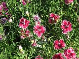 Dianthus Chinensis 